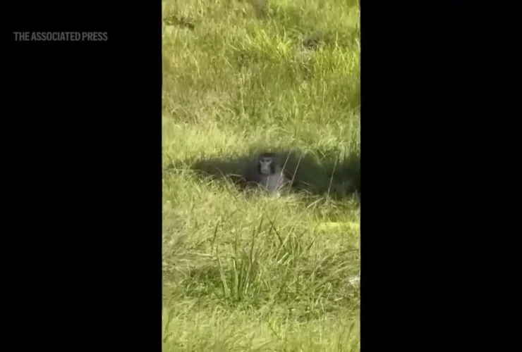 برای دیدن؛ میمون آزمایشگاهی "بالقوه بیمار" پس از تصادف کامیون فرار کرد 28 برای دیدن؛ میمون آزمایشگاهی "بالقوه بیمار" پس از تصادف کامیون فرار کرد