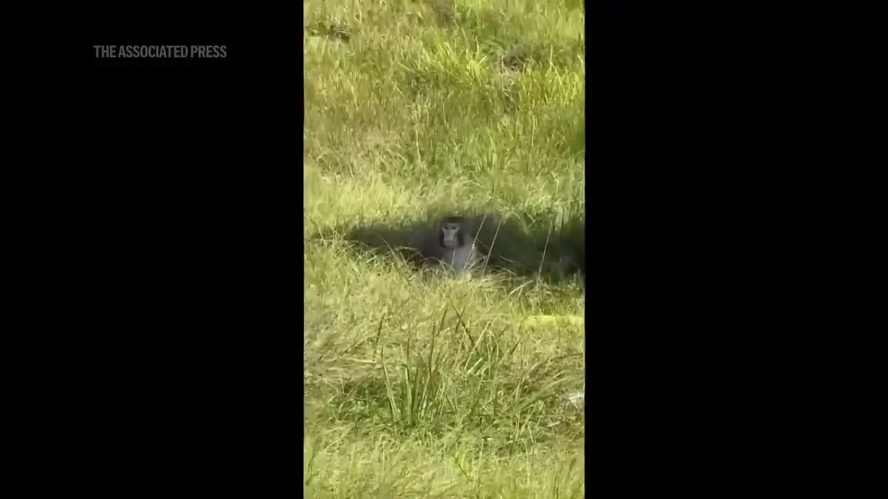 برای دیدن؛ میمون آزمایشگاهی "بالقوه بیمار" پس از تصادف کامیون فرار کرد 1 برای دیدن؛ میمون آزمایشگاهی "بالقوه بیمار" پس از تصادف کامیون فرار کرد