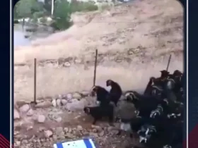 برای دیدن؛ پرچم اسرائیل توسط گوسفندان لگدمال شد!