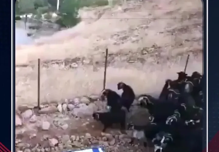 برای دیدن؛ پرچم اسرائیل توسط گوسفندان لگدمال شد!