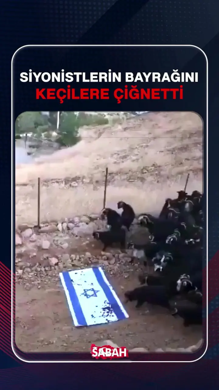برای دیدن؛ پرچم اسرائیل توسط گوسفندان لگدمال شد!