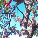 برای دیدن؛ چهار روز بعد یک گربه را از بالای درخت نجات دهید