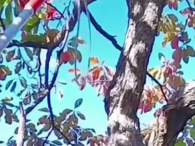برای دیدن؛ چهار روز بعد یک گربه را از بالای درخت نجات دهید