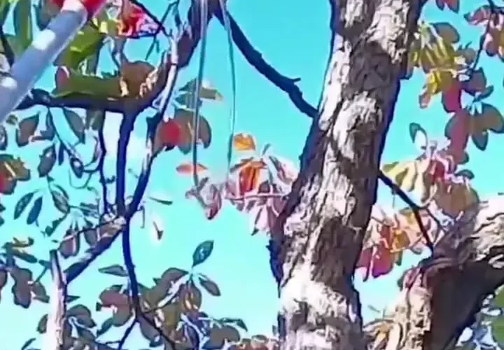 برای دیدن؛ چهار روز بعد یک گربه را از بالای درخت نجات دهید