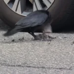 برای دیدن؛ کلاغ به طرز وحشیانه ای پرنده را کشت