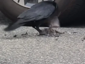 برای دیدن؛ کلاغ به طرز وحشیانه ای پرنده را کشت 8 برای دیدن؛ کلاغ به طرز وحشیانه ای پرنده را کشت