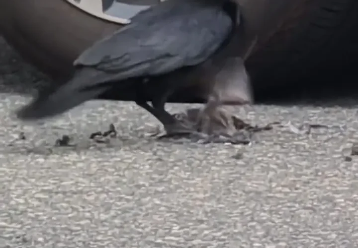 برای دیدن؛ کلاغ به طرز وحشیانه ای پرنده را کشت 15 برای دیدن؛ کلاغ به طرز وحشیانه ای پرنده را کشت