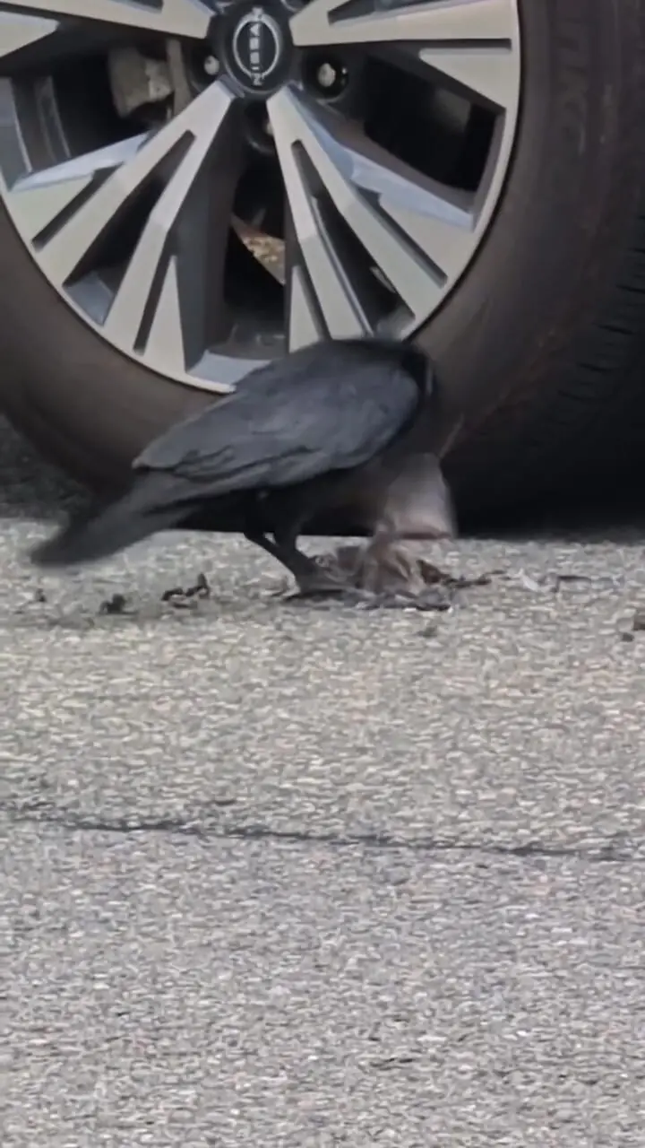 برای دیدن؛ کلاغ به طرز وحشیانه ای پرنده را کشت