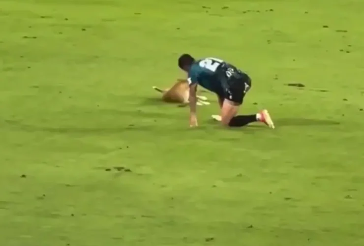 برای دیدن؛ یک سگ بازیگوش در زمین فوتبال حضور دارد و از بازیکن مصدوم تقلید می کند