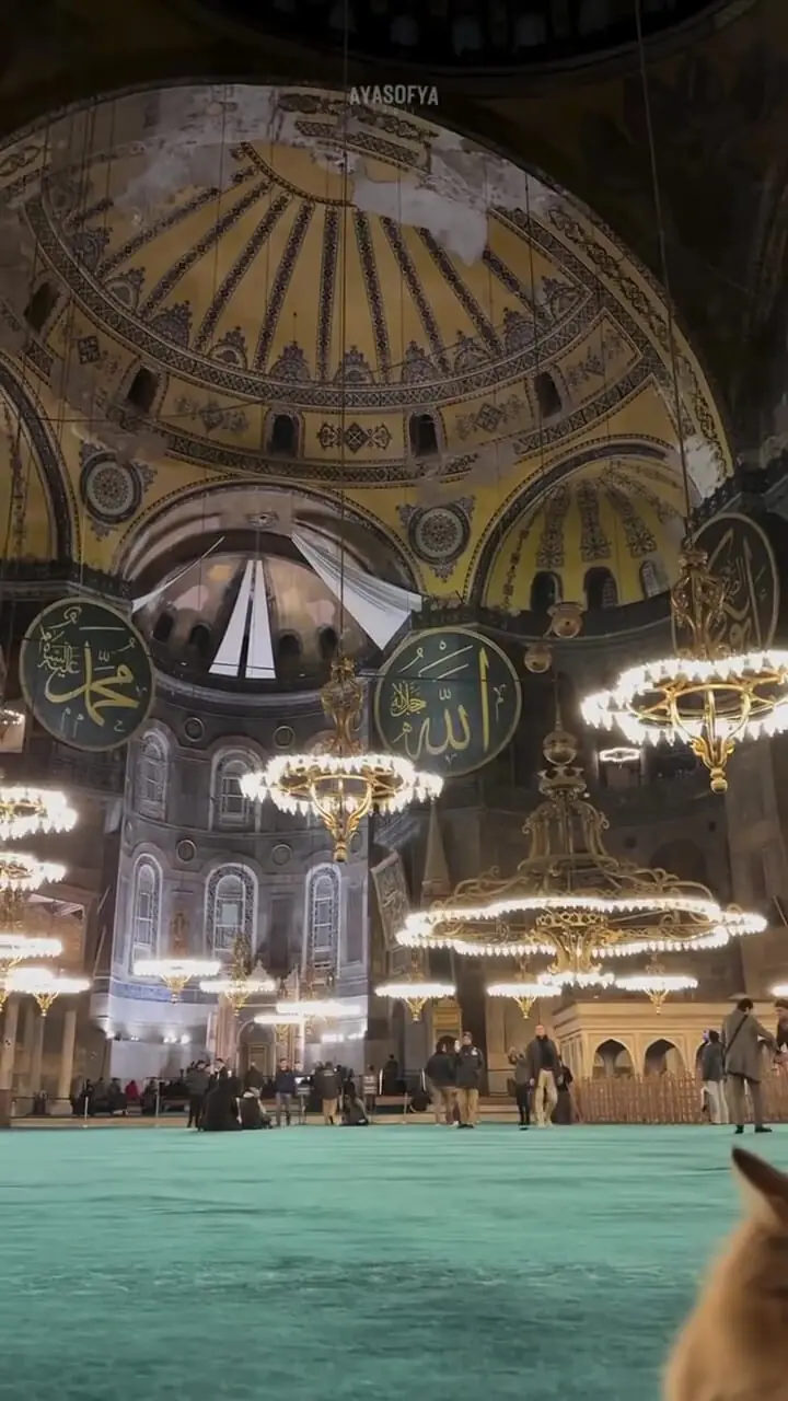 برای دیدن؛ یک گربه و منظره باشکوه مسجد ایاصوفیه