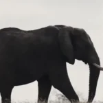 برای نمایش قدرت فیل ؛ پاشیدن آب بر روی گله شیرها