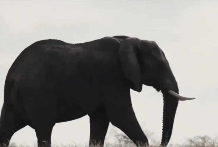 برای نمایش قدرت فیل ؛ پاشیدن آب بر روی گله شیرها 26 برای نمایش قدرت فیل ؛ پاشیدن آب بر روی گله شیرها