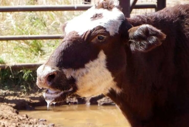 برفک دهان چیست و آیا برای انسان خطرناک است؟