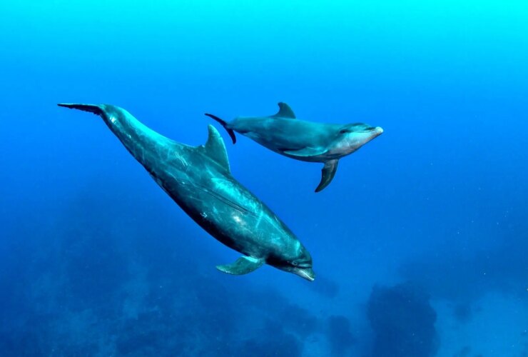 ترفند روانشناسی ؛ قانون دلفین آبی: با کمک هوش هیجانی افکار منفی را متوقف کنید