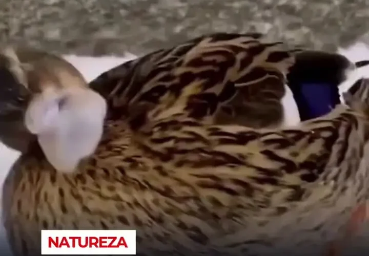 تصاویر اردک با منقار یخ زده