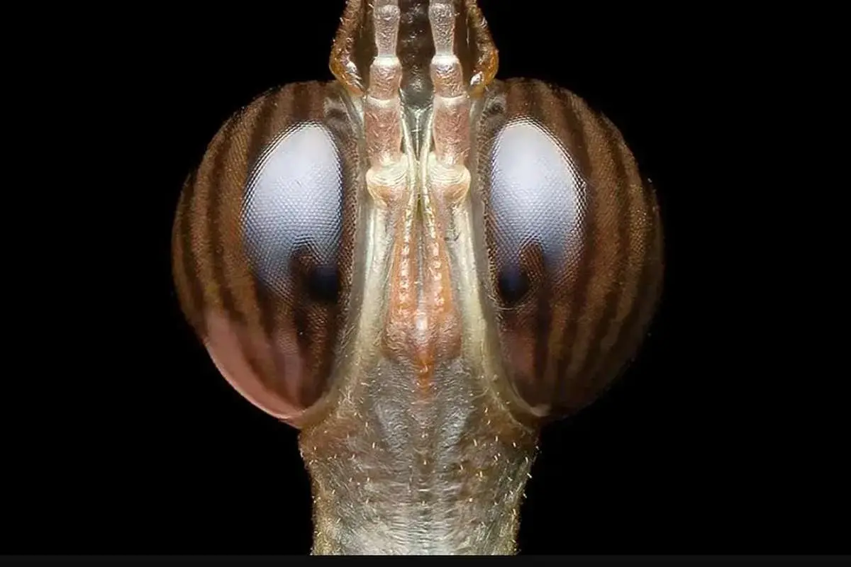 تصاویری از حشره کمیاب به نام ملخ سر اسب