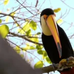 تصویر تکان دهنده از توکان در حال ربودن و ذبح مرغ