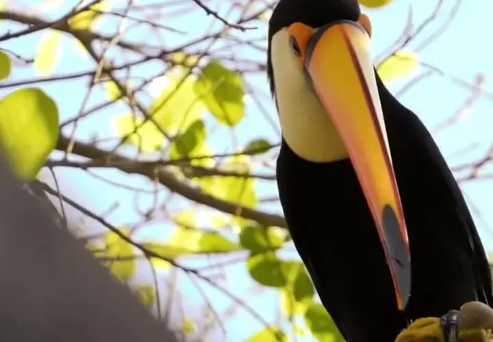 تصویر تکان دهنده از توکان در حال ربودن و ذبح مرغ 29 تصویر تکان دهنده از توکان در حال ربودن و ذبح مرغ