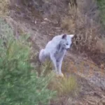 ثبت اولین تصویر جهان از سیاهگوش ایبری