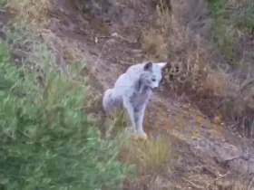 ثبت اولین تصویر جهان از سیاهگوش ایبری