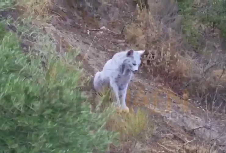 ثبت اولین تصویر جهان از سیاهگوش ایبری 10 ثبت اولین تصویر جهان از سیاهگوش ایبری