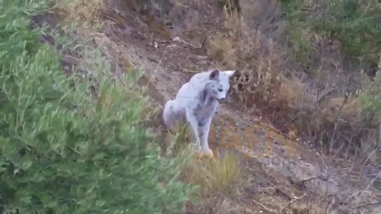 ثبت اولین تصویر جهان از سیاهگوش ایبری