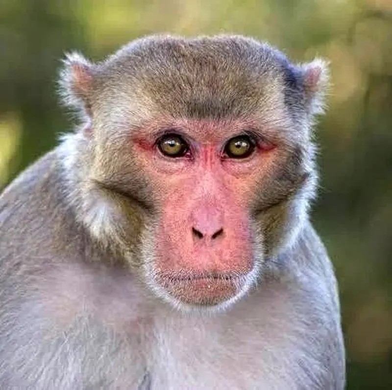 حقیقت پشت شایعه وجود کووید و هپاتیت در میمون ها در آمریکا؛ هنوز کسی مطمئن نیست 4 2348515_353