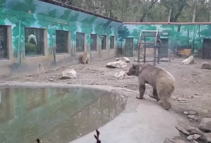 خرس های روانی در یکی از باغ وحش ها در ایران!
