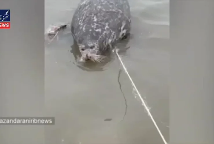 دریای هوزار/ یک فاجعه بی پایان دیگر Fok ناپدید شد 15 دریای هوزار/ یک فاجعه بی پایان دیگر Fok ناپدید شد