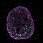 زبان دوم زندگی کشف شده است