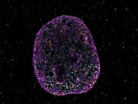 زبان دوم زندگی کشف شده است 9 زبان دوم زندگی کشف شده است