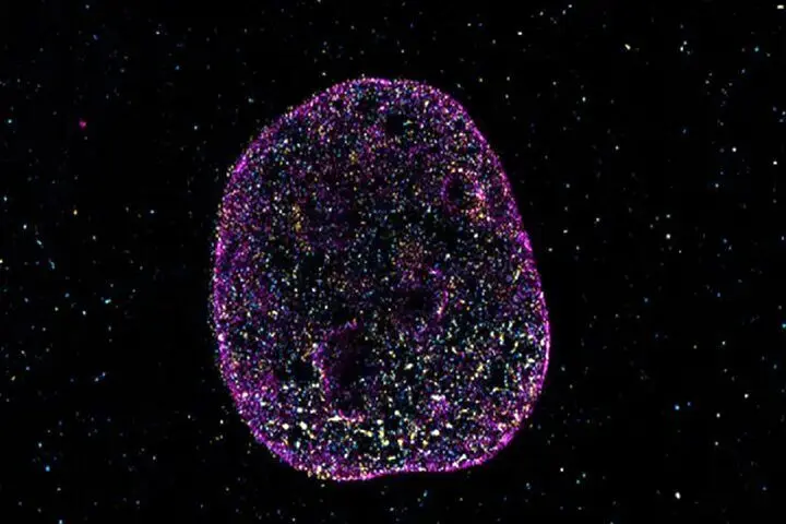 زبان دوم زندگی کشف شده است 1 زبان دوم زندگی کشف شده است