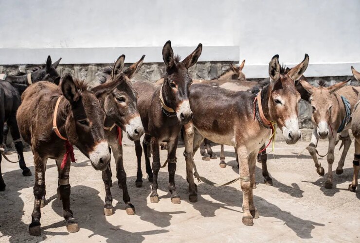 سالانه 6 میلیون الاغ ذبح می شود/ اکسیر جوانی در چین ساخته می شود 17 سالانه 6 میلیون الاغ ذبح می شود/ اکسیر جوانی در چین ساخته می شود