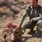 شکار قوچ وحشی پلنگ ایرانی در پارک ملی سیدوا