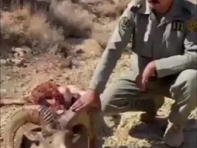 شکار قوچ وحشی پلنگ ایرانی در پارک ملی سیدوا