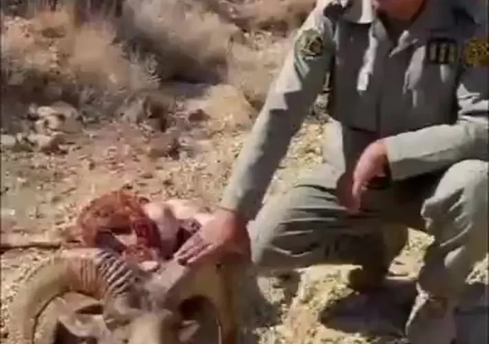 شکار قوچ وحشی پلنگ ایرانی در پارک ملی سیدوا