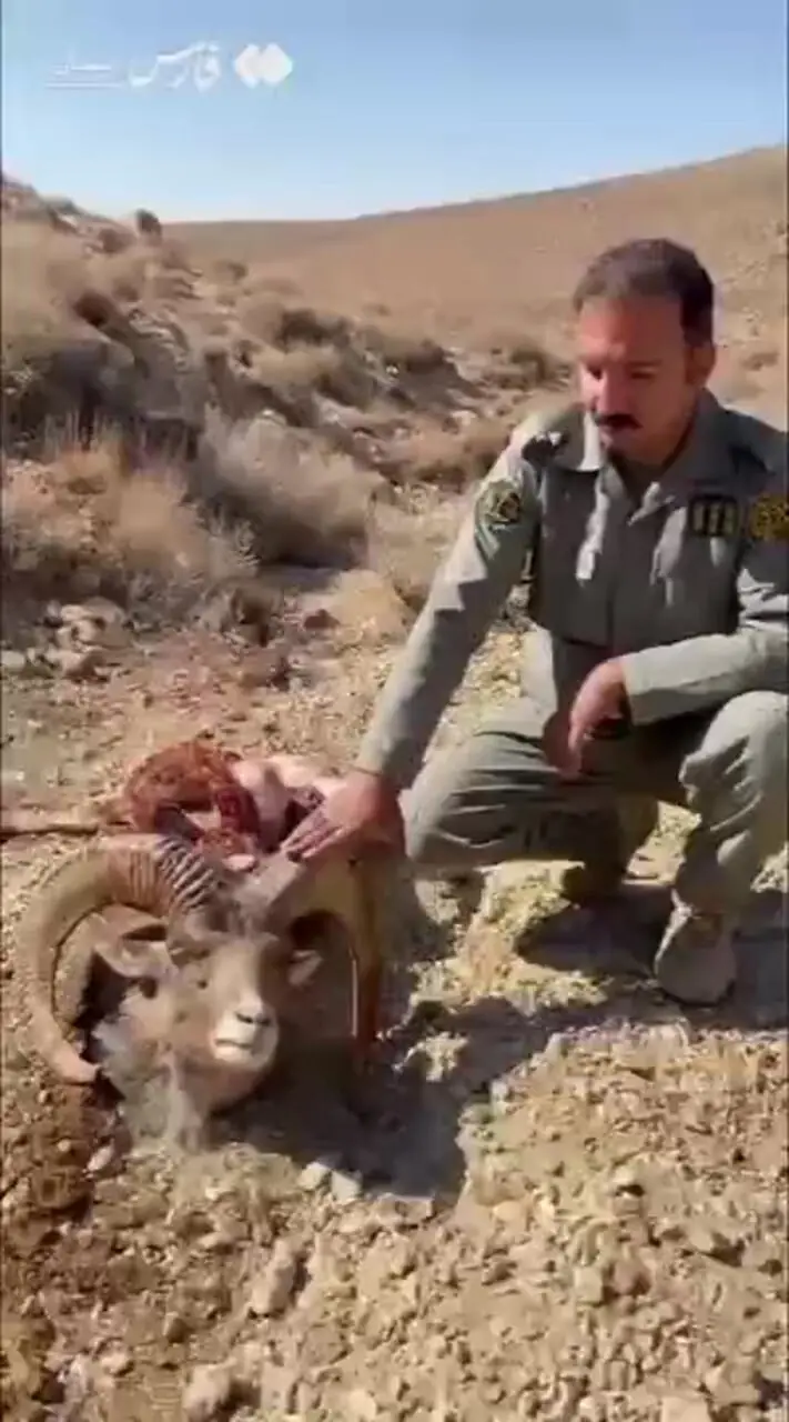 شکار قوچ وحشی پلنگ ایرانی در پارک ملی سیدوا