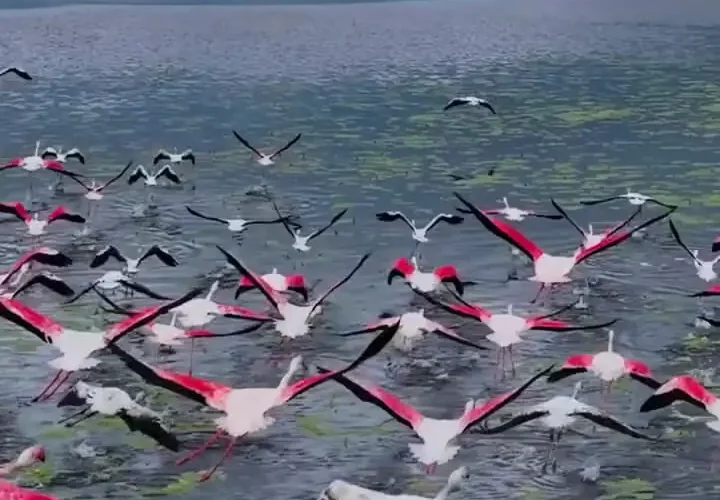 فلامینگوهایی که در منطقه تالاب پرواز می کنند 19 فلامینگوهایی که در منطقه تالاب پرواز می کنند