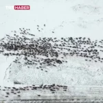 قبایل را در برف گرفتم