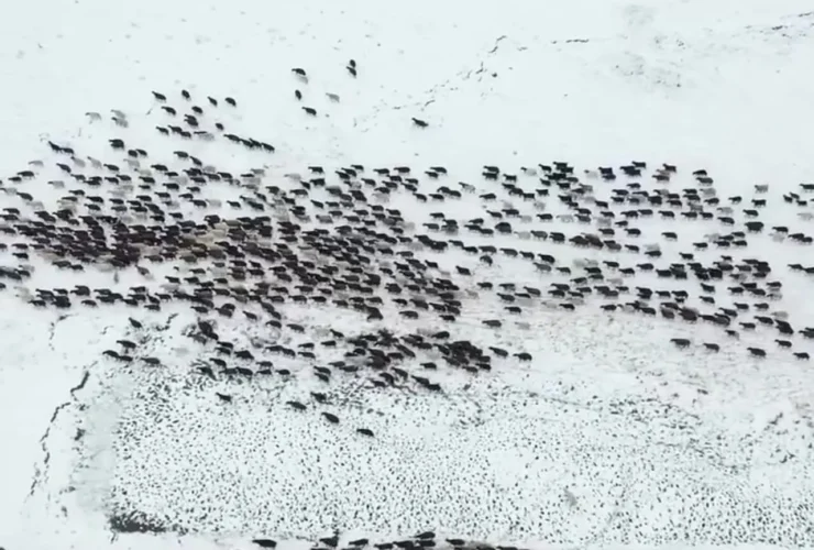 قبایل را در برف گرفتم 20 قبایل را در برف گرفتم