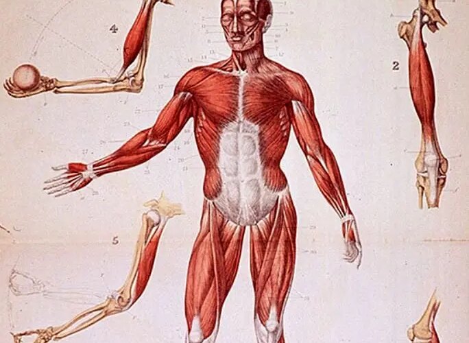 قوی ترین عضله بدن انسان کدام است؟ 18 قوی ترین عضله بدن انسان کدام است؟