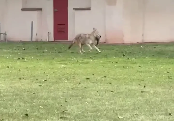 لحظه شکار سنجاب با کایوت