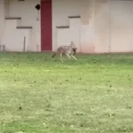 لحظه شکار گانگلوم با Caiot