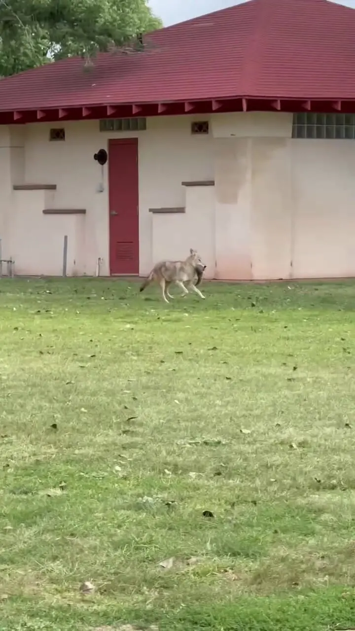 لحظه شکار گانگلوم با Caiot