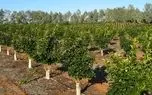محوطه تخریب 64 ویلا لوکس غیرمجاز در حال تبدیل شدن
