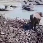 مرگ متداول گاومیش در بخش عراق