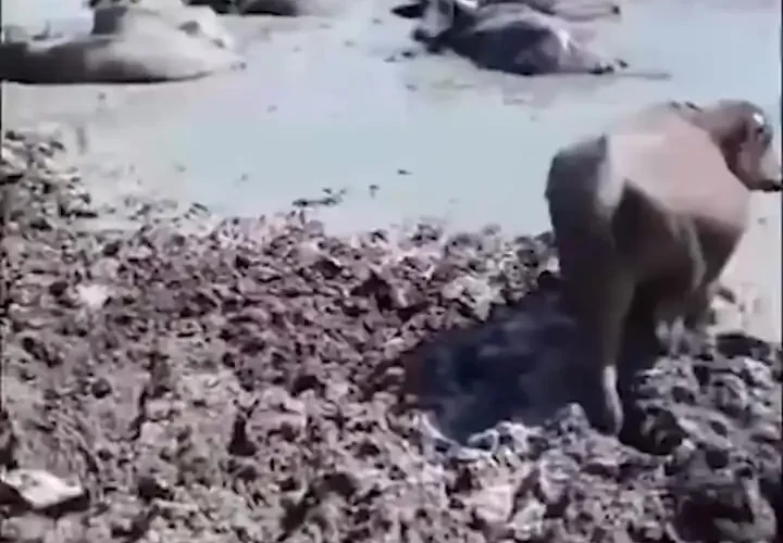 مرگ متداول گاومیش در بخش عراق 22 مرگ متداول گاومیش در بخش عراق