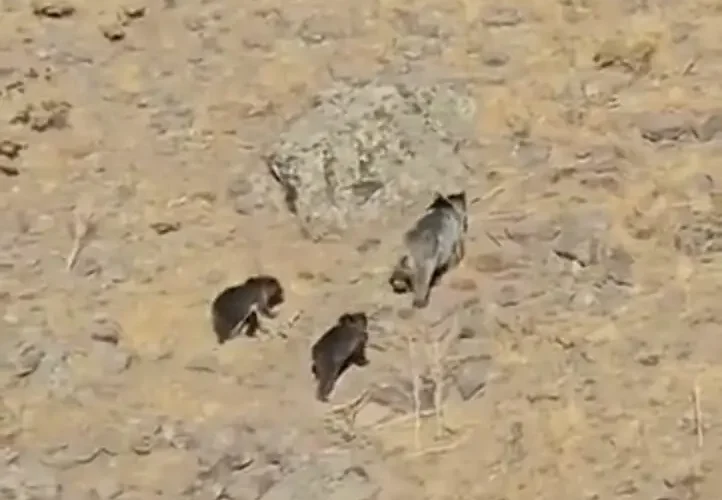 مشاهده مادر خرس و کابین ها در آذربایجان شرقی