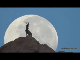 منظره باشکوه از بز و ماه در نزدیکی Khormoj