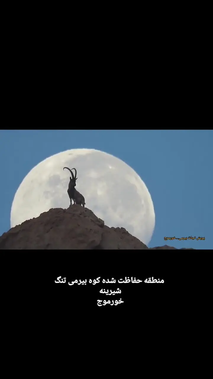 منظره باشکوه از بز و ماه در نزدیکی Khormoj